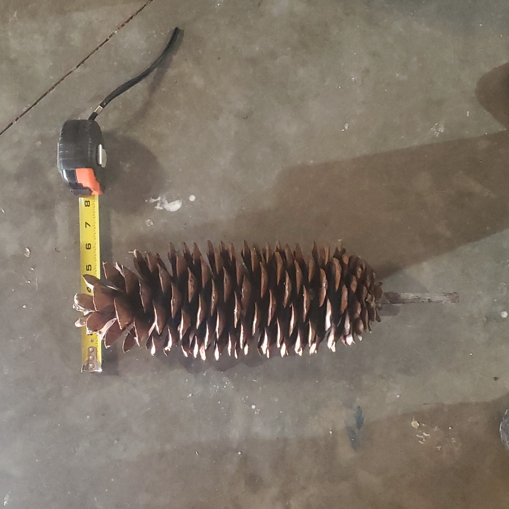 🪩 DISCO DEALS 1 Gigantic pinecone!  XXL, HUGE, MASSIVE, Very Big - Picture 5 of 11